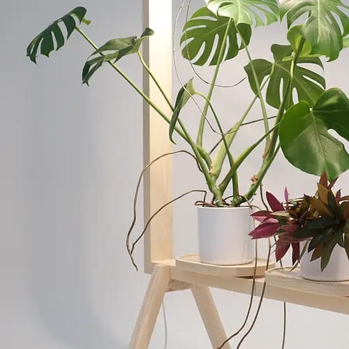 Marco Para Plantas Con Luz Led Biombo Separador De Espacio - Imagen 14